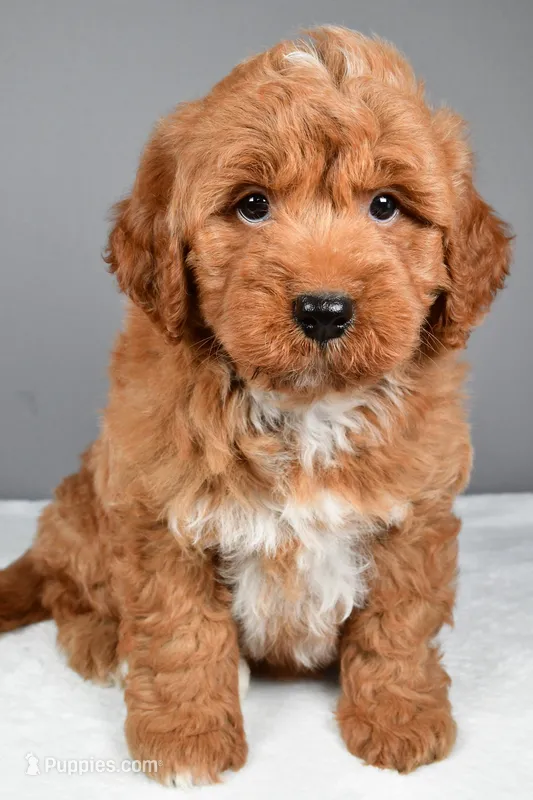 Brady – Miniature Goldendoodle puppy for sale in Dundee, OH