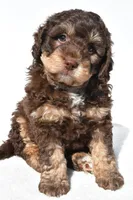 Quinten, a male Miniature Bernedoodle for sale in Dundee, OH – 2 of 6