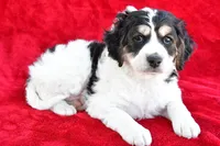 Colleen, a female Miniature Bernedoodle and Miniature Aussiedoodle for sale in Dundee, OH – 3 of 9