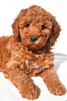 Ashton, a male Miniature Goldendoodle for sale in Dundee, OH – 6 of 9