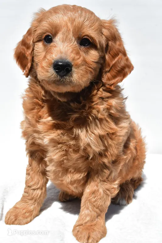 Asher – Miniature Goldendoodle puppy for sale in Dundee, OH