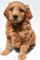 Asher, a male Miniature Goldendoodle for sale in Dundee, OH – Photo 1 of 8