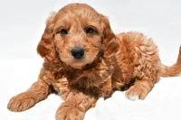 Asher, a male Miniature Goldendoodle for sale in Dundee, OH – Photo 7 of 8