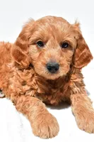 Asher, a male Miniature Goldendoodle for sale in Dundee, OH – Photo 4 of 8