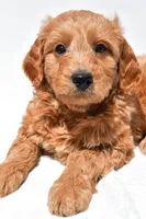 Asher, a male Miniature Goldendoodle for sale in Dundee, OH – Photo 3 of 8