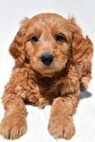 Asher, a male Miniature Goldendoodle for sale in Dundee, OH – Photo 8 of 8