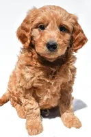 Asher, a male Miniature Goldendoodle for sale in Dundee, OH – Photo 2 of 8