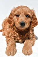 Asher, a male Miniature Goldendoodle for sale in Dundee, OH – Photo 6 of 8
