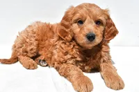 Asher, a male Miniature Goldendoodle for sale in Dundee, OH – Photo 5 of 8