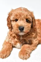 Klhoe, a female Miniature Goldendoodle for sale in Dundee, OH – 6 of 7