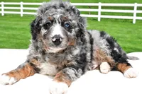 Landon, a male Miniature Bernedoodle and Miniature Aussiedoodle for sale in Dundee, OH – 2 of 6