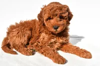 Layla, a female Miniature Goldendoodle for sale in Dundee, OH – 4 of 8
