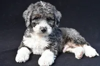 Kaden, a male Miniature Bernedoodle for sale in Dundee, OH – 3 of 7