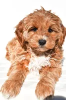 Kara, a female Miniature Goldendoodle for sale in Dundee, OH – 7 of 8