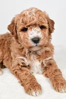 Rylan, a male Miniature Goldendoodle for sale in Dundee, OH – Photo 5 of 8