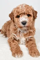 Rylan, a male Miniature Goldendoodle for sale in Dundee, OH – Photo 6 of 8