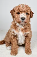 Rylan, a male Miniature Goldendoodle for sale in Dundee, OH – Photo 2 of 8