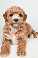 Rylan, a male Miniature Goldendoodle for sale in Dundee, OH – Photo 8 of 8