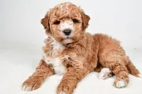 Rylan, a male Miniature Goldendoodle for sale in Dundee, OH – Photo 7 of 8