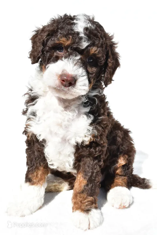 Derrick – Miniature Bernedoodle puppy for sale in Dundee, OH