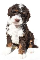 Derrick, a male Miniature Bernedoodle for sale in Dundee, OH – 1 of 5