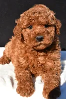 Jade, a female Miniature Goldendoodle for sale in Dundee, OH – 7 of 8