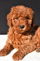 Olivia, a female Miniature Goldendoodle for sale in Dundee, OH – 9 of 9