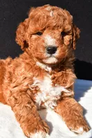 Jake, a male Miniature Goldendoodle for sale in Dundee, OH – 7 of 8