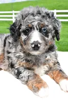 Landon, a male Miniature Bernedoodle and Miniature Aussiedoodle for sale in Dundee, OH – 5 of 6