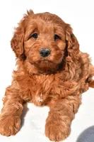 Avery, a female Miniature Goldendoodle for sale in Dundee, OH – 2 of 7