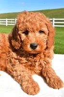Ryder, a male Miniature Goldendoodle for sale in Dundee, OH – Photo 5 of 5