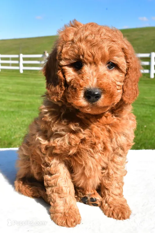 Ryder, a male Miniature Goldendoodle for sale in Dundee, OH – Photo 1 of 5