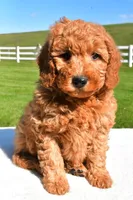 Ryder, a male Miniature Goldendoodle for sale in Dundee, OH – Photo 1 of 5