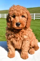 Ryder, a male Miniature Goldendoodle for sale in Dundee, OH – Photo 2 of 5
