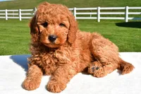 Ryder, a male Miniature Goldendoodle for sale in Dundee, OH – Photo 3 of 5