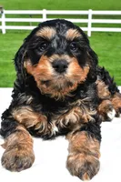 River, a male Miniature Bernedoodle and Miniature Aussiedoodle for sale in Dundee, OH – 8 of 8