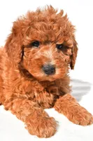 Miley, a female Miniature Goldendoodle for sale in Dundee, OH – 7 of 9