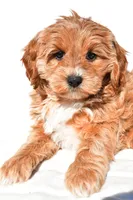 Kara, a female Miniature Goldendoodle for sale in Dundee, OH – 5 of 8