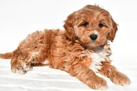Kara, a female Miniature Goldendoodle for sale in Dundee, OH – 8 of 8