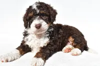 Derrick, a male Miniature Bernedoodle for sale in Dundee, OH – 3 of 5