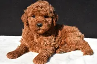 Jade, a female Miniature Goldendoodle for sale in Dundee, OH – 3 of 8
