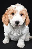 Logan, a male Miniature Goldendoodle for sale in Dundee, OH – 5 of 6