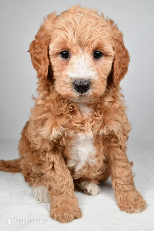 Maria – Miniature Goldendoodle puppy for sale in Dundee, OH