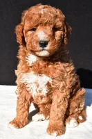 Jake, a male Miniature Goldendoodle for sale in Dundee, OH – 2 of 8