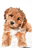 Kara, a female Miniature Goldendoodle for sale in Dundee, OH – 6 of 8