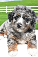 Landon, a male Miniature Bernedoodle and Miniature Aussiedoodle for sale in Dundee, OH – 3 of 6