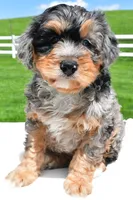 Brianna, a female Miniature Bernedoodle and Miniature Aussiedoodle for sale in Dundee, OH – 1 of 7