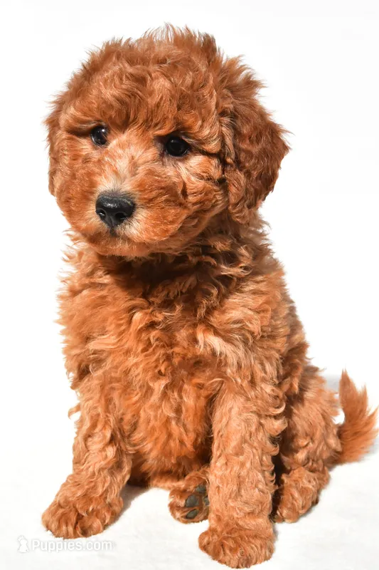 Miley – Miniature Goldendoodle puppy for sale in Dundee, OH
