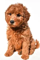 Miley, a female Miniature Goldendoodle for sale in Dundee, OH – 1 of 9
