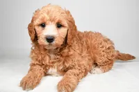 Maria, a female Miniature Goldendoodle for sale in Dundee, OH – 3 of 8